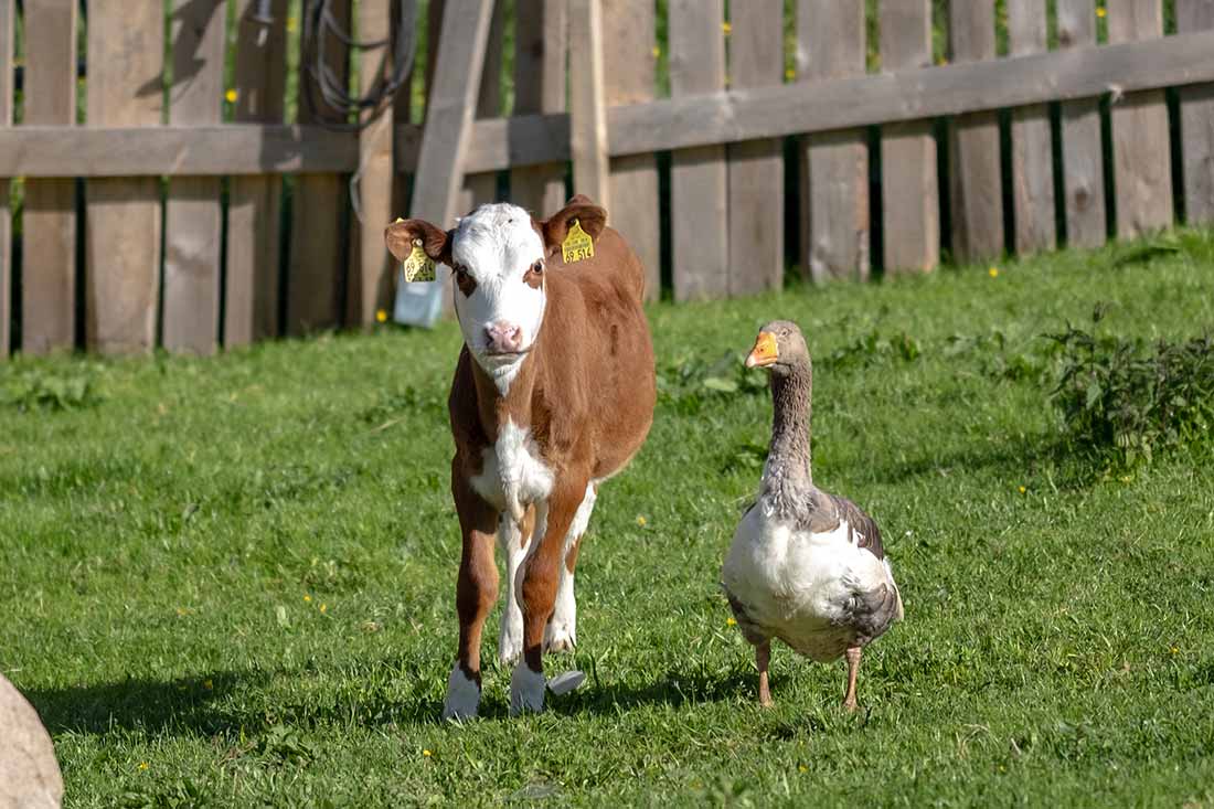 Gänserich Gagag ist die »tierische Alarmanlage« auf unserem Hof, denn er ist sehr wachsam und reagiert lautstark auf mögliche Gefahren.