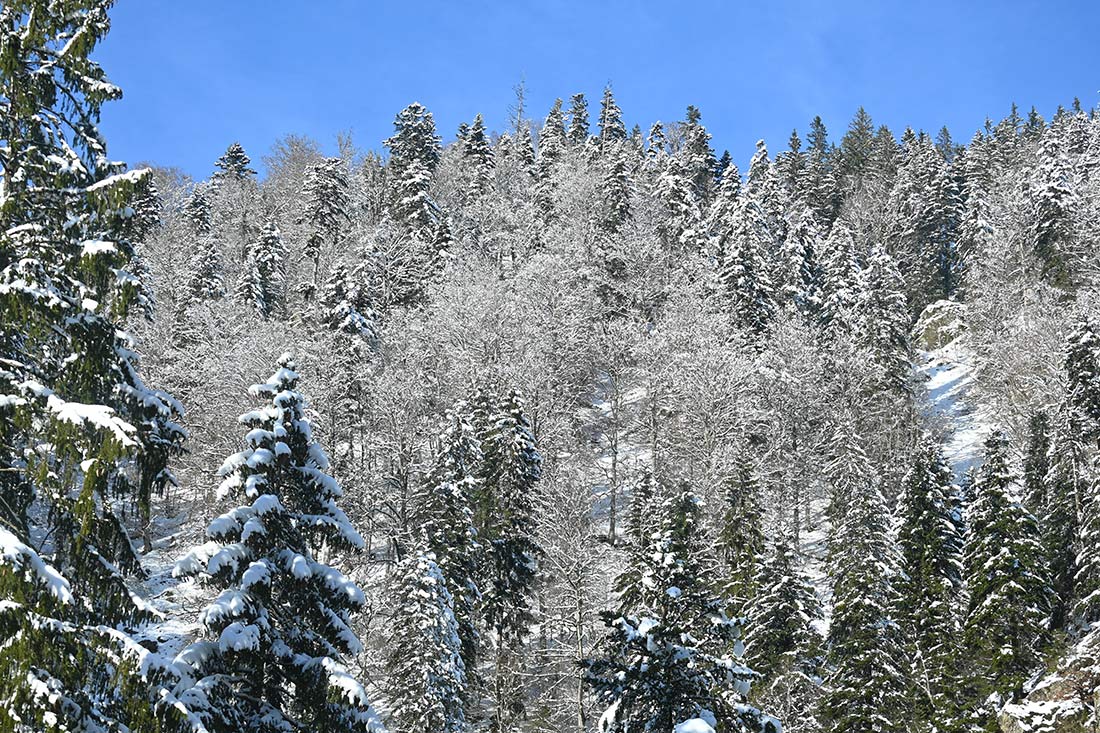 Winterzauber mit allem was dazugehört