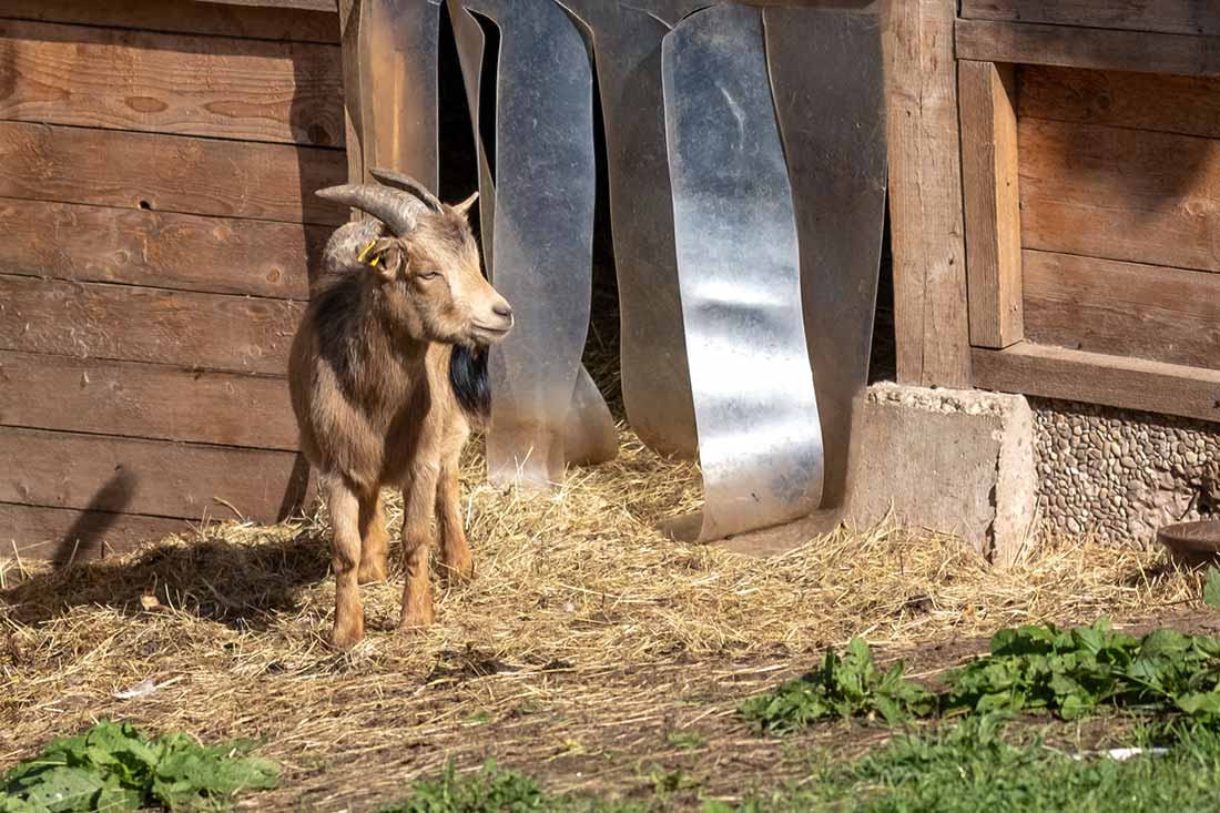 Unsere Ziegen freuen sich besonders auf deinen Besuch auf dem Farnbauernhof in Schönwald im Schwarzwald