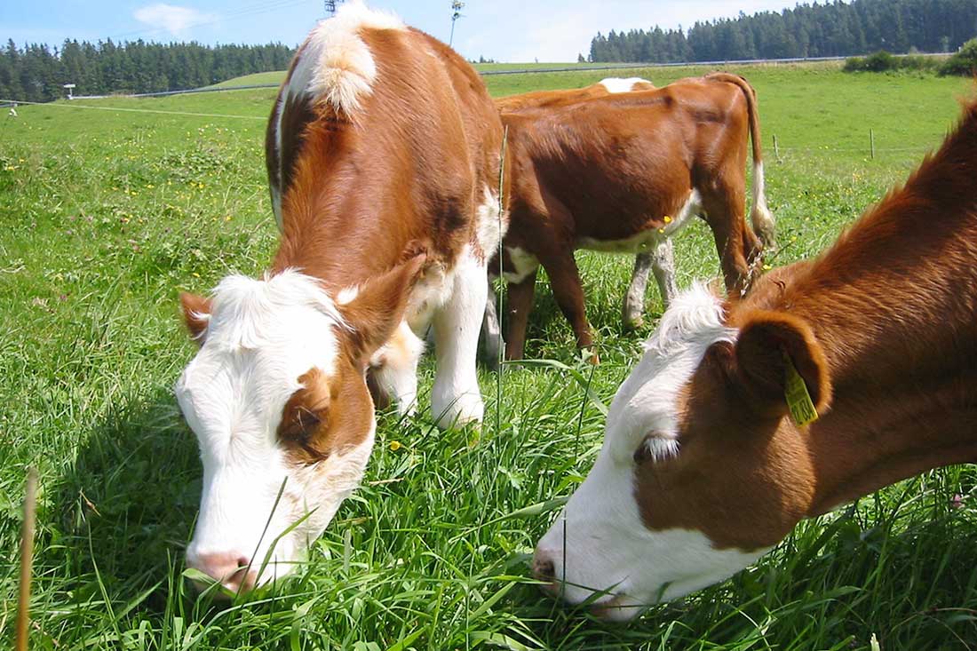 Unsere Kühe genießen die wunderbare und geschützte Natur auf unserem nachhaltig bewirtschafteten Bauernhof.