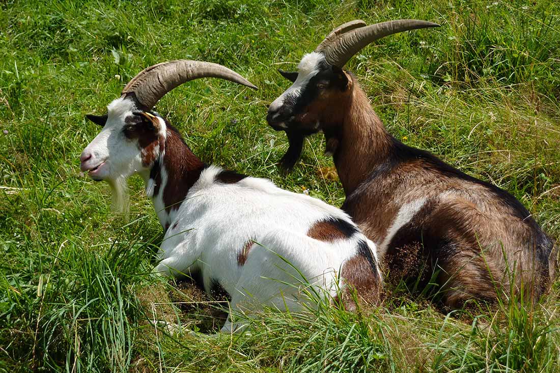 Erlebe mit unseren Ziegen nachhaltige Familienferien und Tierliebe auf dem Farnbauernhof in Schönwald im Schwarzwald