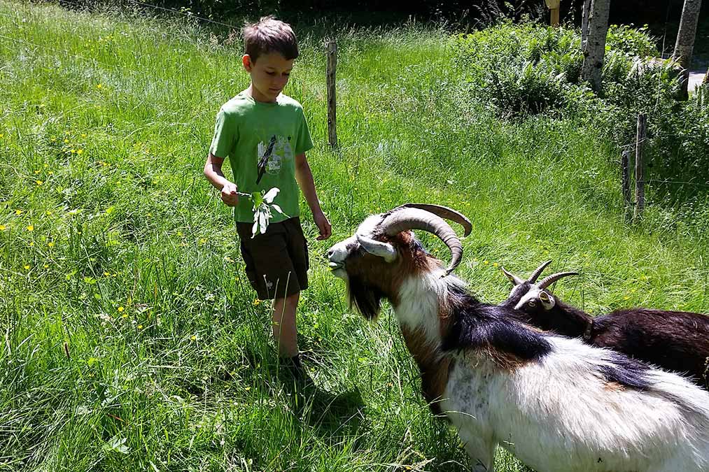 Farntiere Ziege - Familienferien mit Streichelparadies auf dem umweltbewussten Farnbauernhof in Schönwald im Schwarzwald