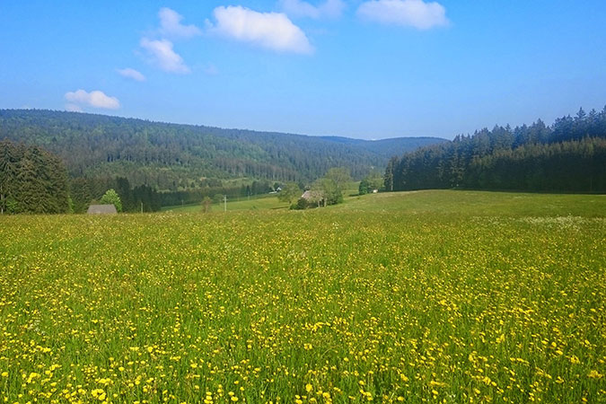 Unser Wald dient nicht nur als Holzlieferant, sondern schützt als Ökosystem den Erhalt der biologischen Artenvielfalt.