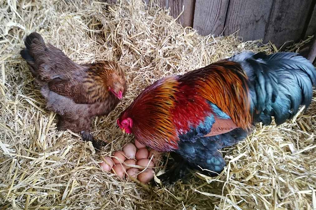 Unsere Eier stammen von gesunden, glücklichen Hühnern und schmecken dementsprechend gut.