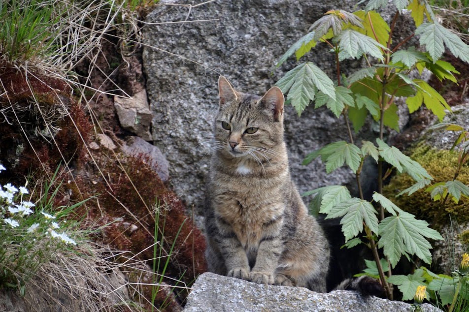 Die Farnkatzen und ihr Kater Peter fühlen sich in unserer gesunden, natürlichen Umgebung sichtlich wohl!