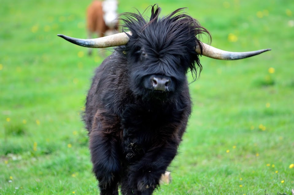 Tiere begegnen Kindern wertfrei und direkt, sie wirken beruhigend, stärken das Gefühl von Nähe.