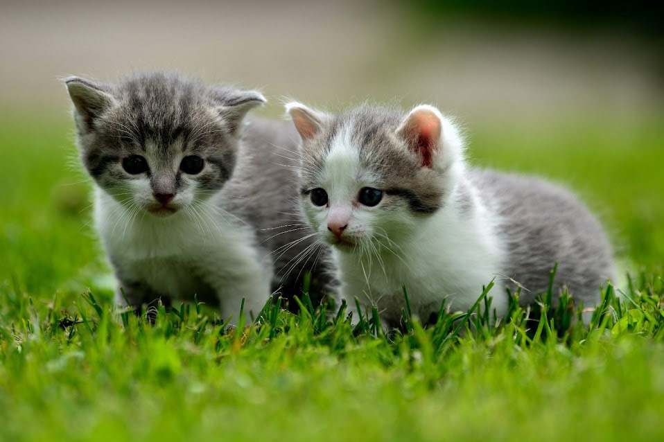 Unsere Farnkatzen genießen das natürliche Leben, das Spielen und das Nichtstun auf unserem umweltbewussten Bauernhof im Schwarzwald!
